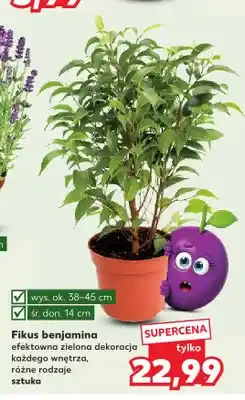 Kaufland Fikus benjamina oferta