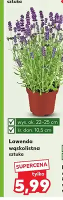 Kaufland Lawenda wąskolistna oferta