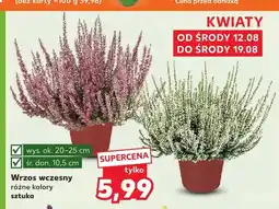 Kaufland Wrzos wczesny oferta