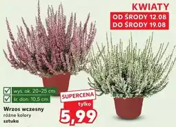 Kaufland Wrzos wczesny oferta