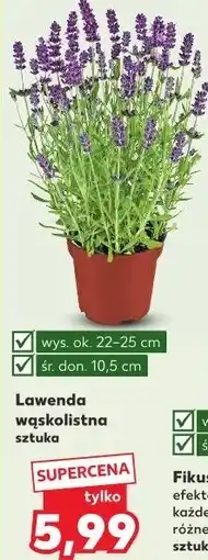 Kaufland Lawenda wąskolistna oferta