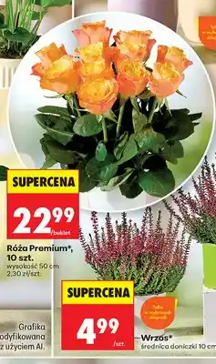 Biedronka Róża Premium oferta