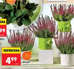 Biedronka Wrzos oferta