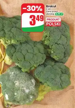 Dino Brokuł polski oferta