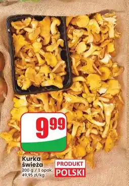 Dino Kurka świeża polska oferta