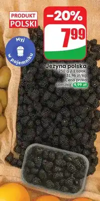 Dino Jeżyna polska oferta