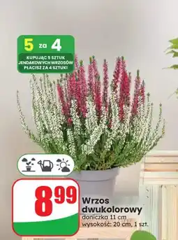 Dino Wrzos dwukolorowy doniczka 11 cm wysokość 20 oferta