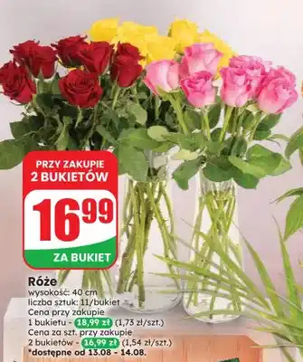 Dino Róże oferta
