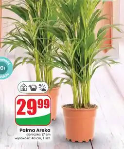 Dino Palma Areka oferta