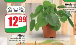 Dino Pilea doniczka 12 cm wysokość 15 oferta