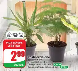 Dino Roślina zielona doniczka 6 cm wysokość 5 oferta