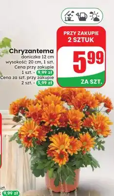 Dino Chryzantema doniczka 12 cm wysokość 20 oferta