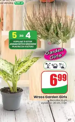 Dino Wrzos Garden Girls doniczka 11 cm wysokość 20 oferta