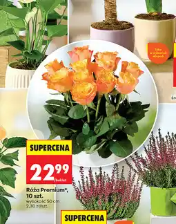 Biedronka Róża premium, 10 szt oferta