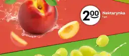 Żabka Nektarynka oferta