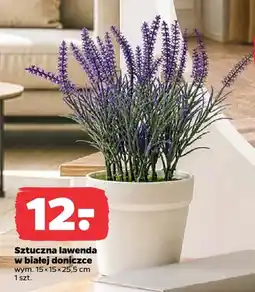 Netto Sztuczna lawenda w białej doniczce oferta