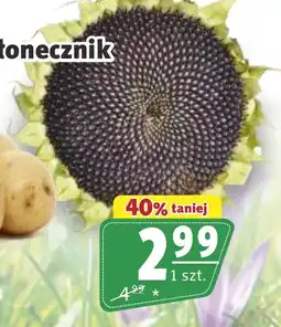 Prim Market Łonecznik oferta