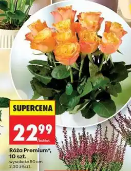 Biedronka Róża Premium 10 szt oferta