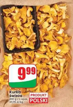Dino Kurka świeża oferta