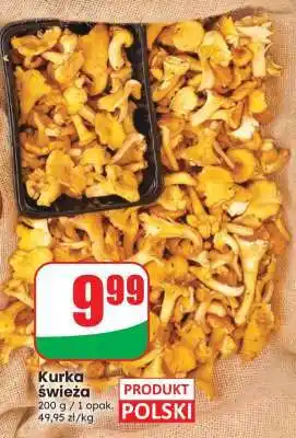 Dino Kurka świeża oferta