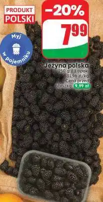 Dino Jeżyna polska oferta