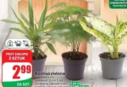 Dino Roślina zielona oferta
