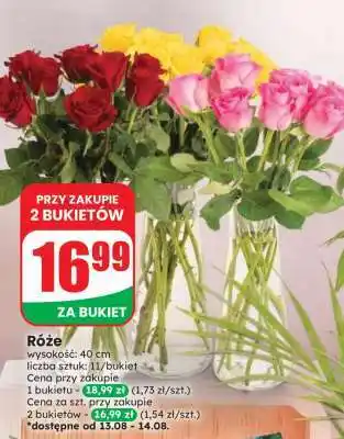 Dino Róże oferta