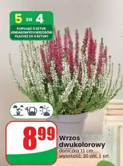 Dino Wrzos dwukolorowy oferta