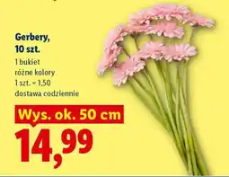 Lidl Gerbery 10 szt oferta