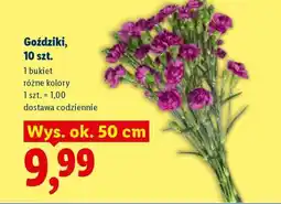 Lidl Goździki, 10 szt oferta