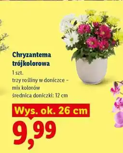 Lidl Chryzantema trójkolorowa oferta