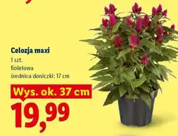 Lidl Celozja maxi oferta
