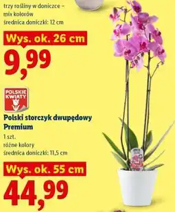 Lidl Polski storczyk dwupędowy premium oferta