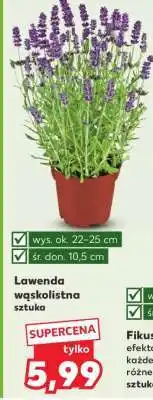 Kaufland Lawenda wąskolistna oferta