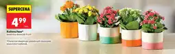 Biedronka Kalanchoe* oferta