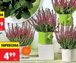 Biedronka Wrzos* oferta