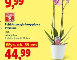Lidl Polski storczyk dwupędowy Premium oferta