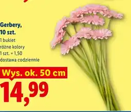 Lidl Gerbery, 10 szt oferta