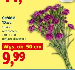 Lidl Goździki, 10 szt oferta