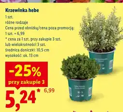 Lidl Krzewinka hebe oferta