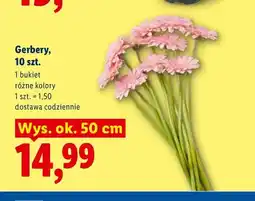 Lidl Gerbery oferta