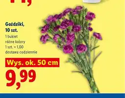 Lidl Goździki oferta