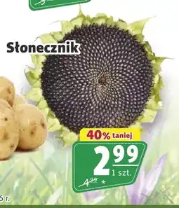 Prim Market Słonecznik oferta