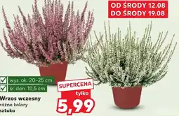 Kaufland Wrzos E oferta