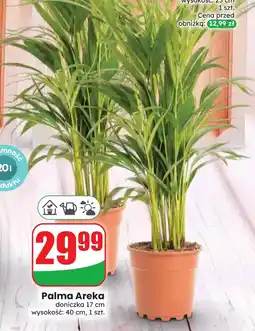 Dino Palma oferta