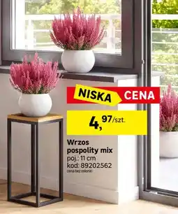Leroy Merlin Wrzos pospolity mix oferta