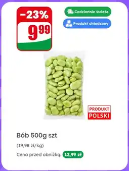 Dino Bób polski oferta