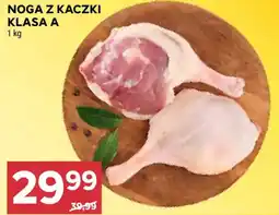 Stokrotka NOGA Z KACZKI KLASA A oferta
