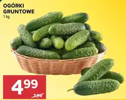 Stokrotka Ogórki Gruntowe oferta