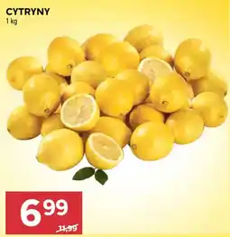 Stokrotka Cytryny oferta